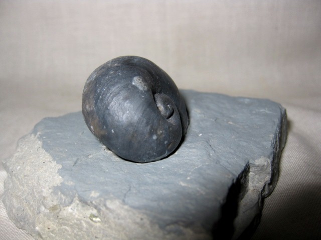 indiana-silurian-platyostoma-gastropod-2a.jpg | Fossils for Sale