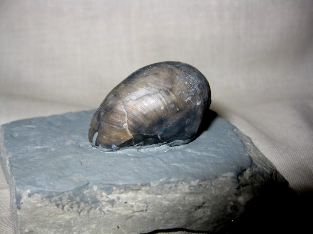 indiana-silurian-platyostoma-gastropod-2b.jpg | Fossils for Sale