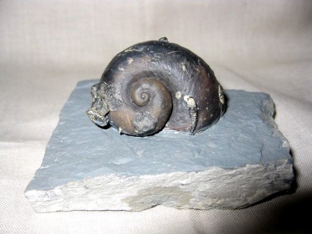 indiana-silurian-platyostoma-gastropod-5.jpg | Fossils for Sale