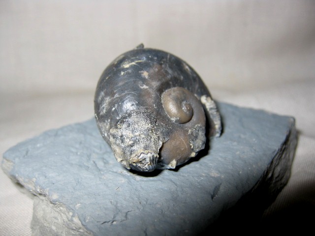 indiana-silurian-platyostoma-gastropod-5a.jpg | Fossils for Sale