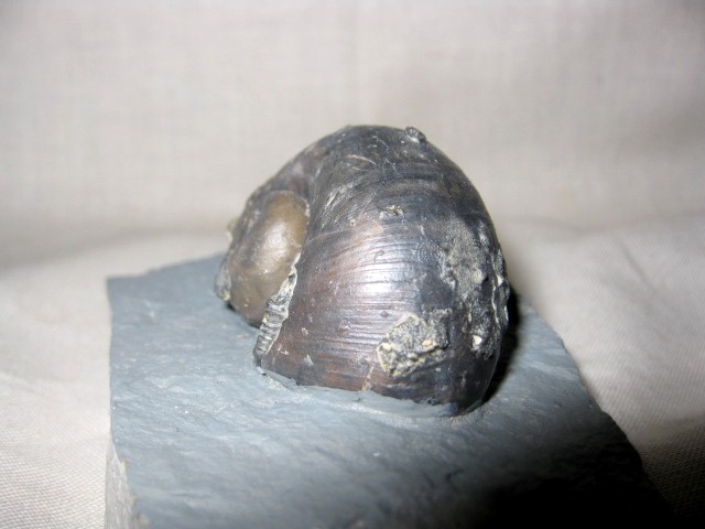 indiana-silurian-platyostoma-gastropod-5b.jpg | Fossils for Sale