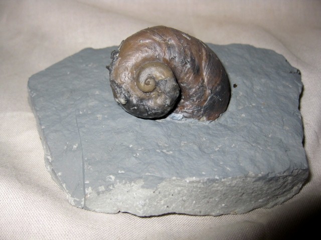 indiana-silurian-platyostoma-gastropod-7.jpg | Fossils for Sale