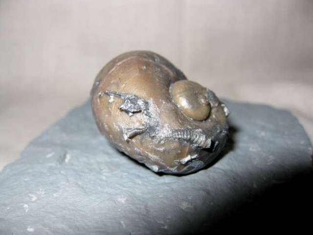 indiana-silurian-platyostoma-gastropod-7a.jpg | Fossils for Sale