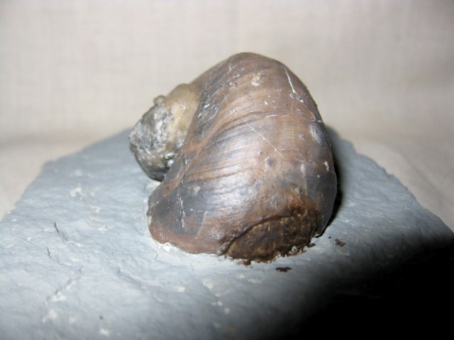 indiana-silurian-platyostoma-gastropod-7b.jpg | Fossils for Sale