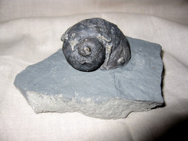indiana-silurian-platyostoma-gastropod-9.jpg | Fossils for Sale