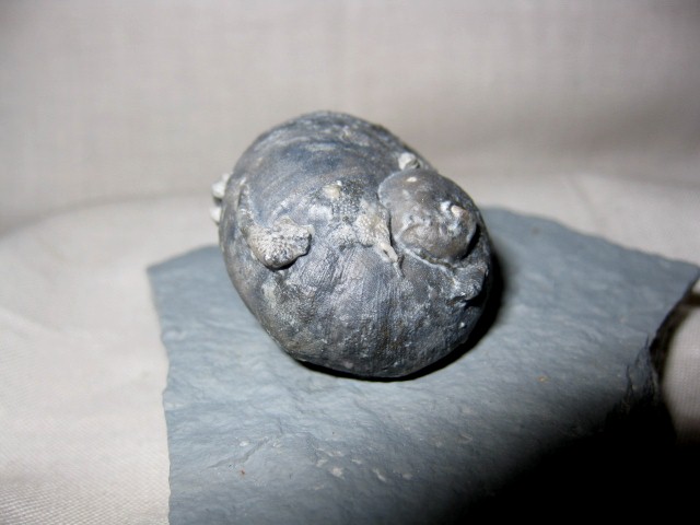 indiana-silurian-platyostoma-gastropod-9a.jpg | Fossils for Sale