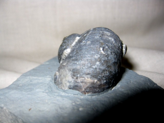 indiana-silurian-platyostoma-gastropod-9b.jpg | Fossils for Sale
