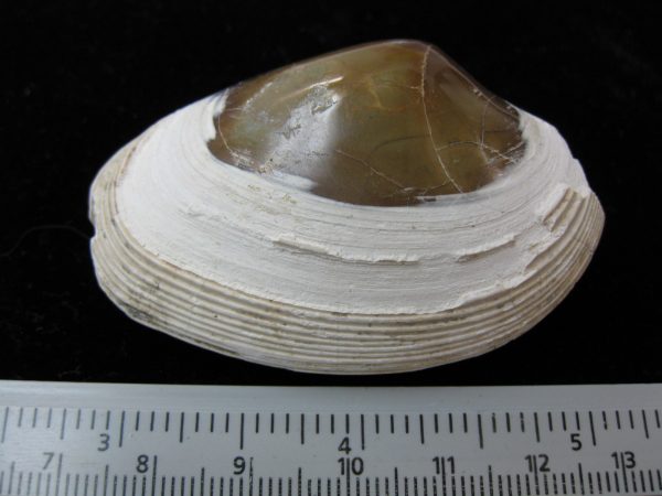Indonesia Striarca Bivalve #10 - Image 2
