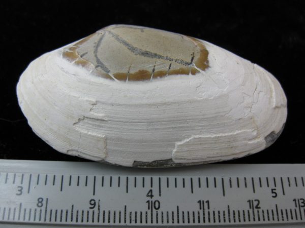 Indonesia Striarca Bivalve #6