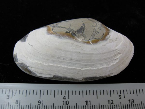 Indonesia Striarca Bivalve #6 - Image 2