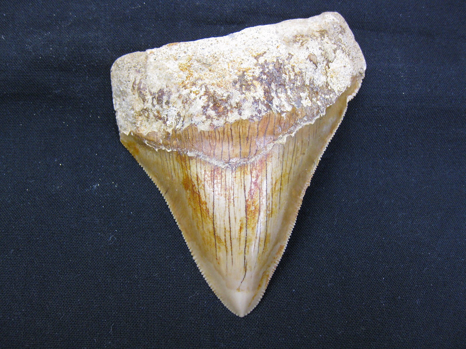 indonesia-megalodon-tooth-2.jpg | Fossils for Sale Genuine Miocene Age Megalodon Shark Tooth Fossil for Sale from Indonesia. 2