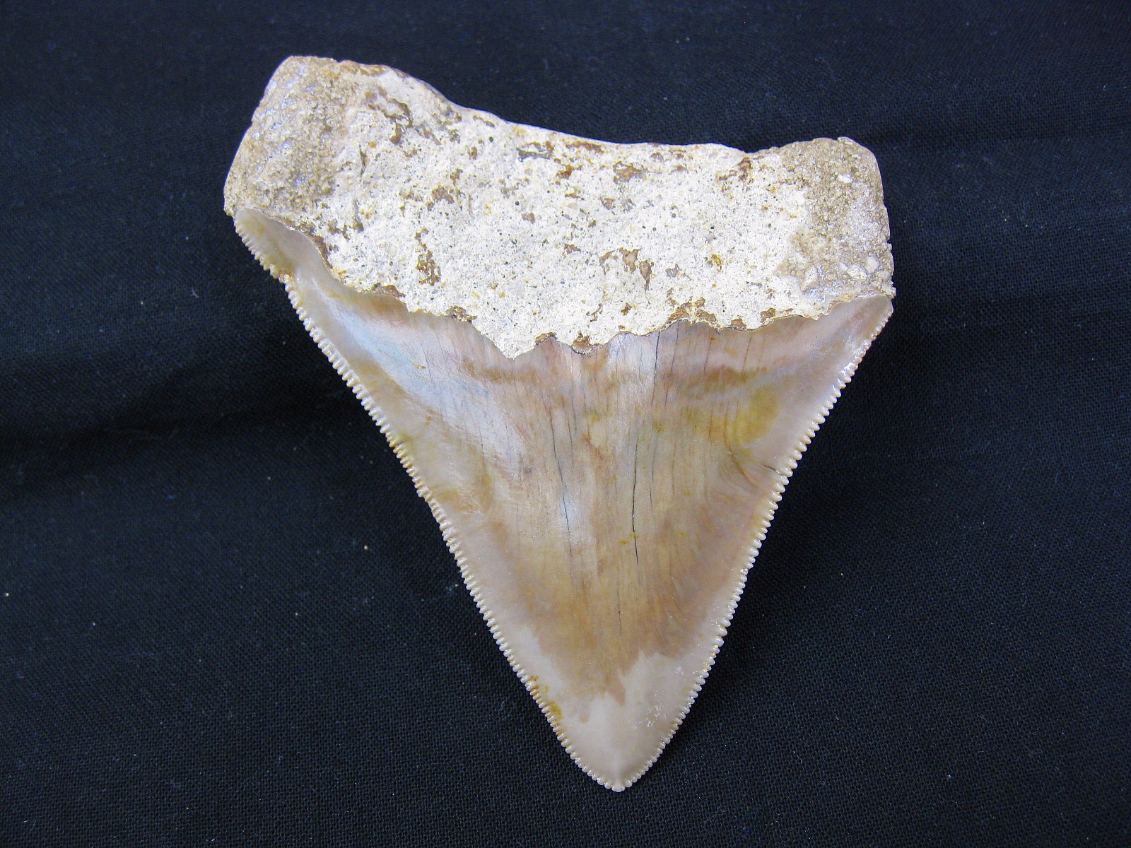 indonesia-megalodon-tooth-2a.jpg | Fossils for Sale Genuine Miocene Age Megalodon Shark Tooth Fossil for Sale from Indonesia. 2a