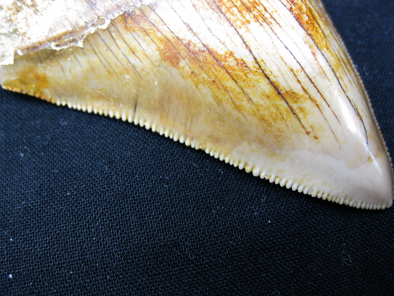 indonesia-megalodon-tooth-2c.jpg | Fossils for Sale Genuine Miocene Age Megalodon Shark Tooth Fossil for Sale from Indonesia. 2c