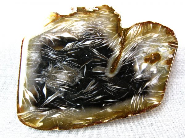 Indonesia Foraminifera in Agate #1