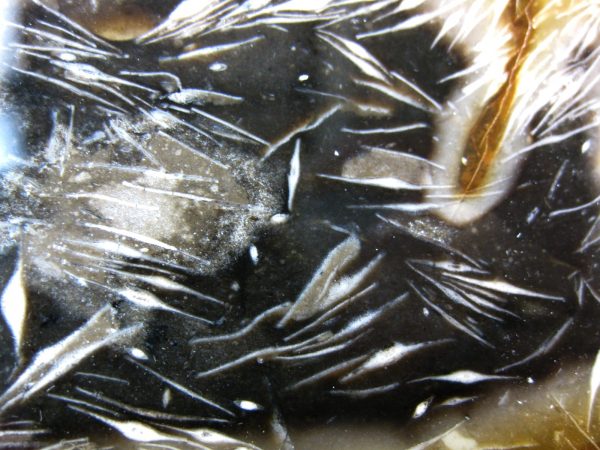Indonesia Foraminifera in Agate #1 - Image 2