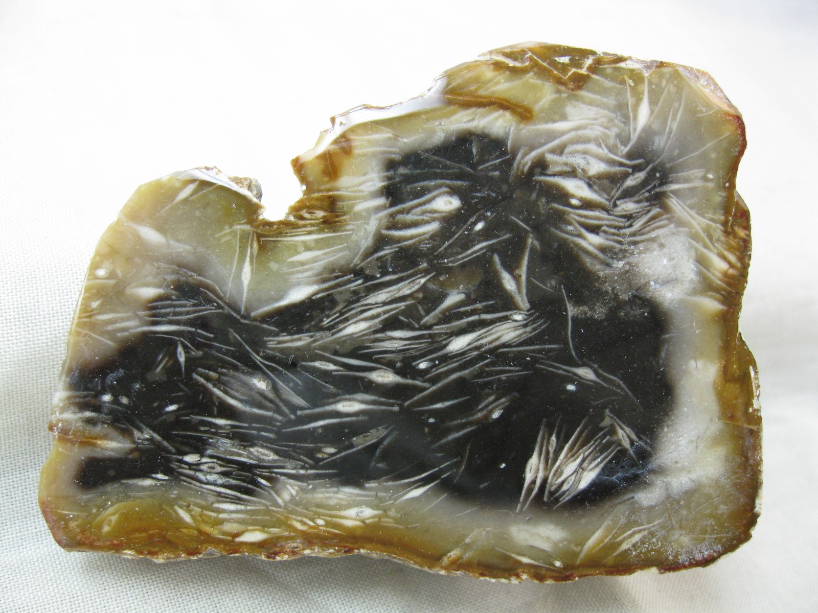 indonesia-paleocene-foraminifera-in-agate-9.jpg | Fossils for Sale