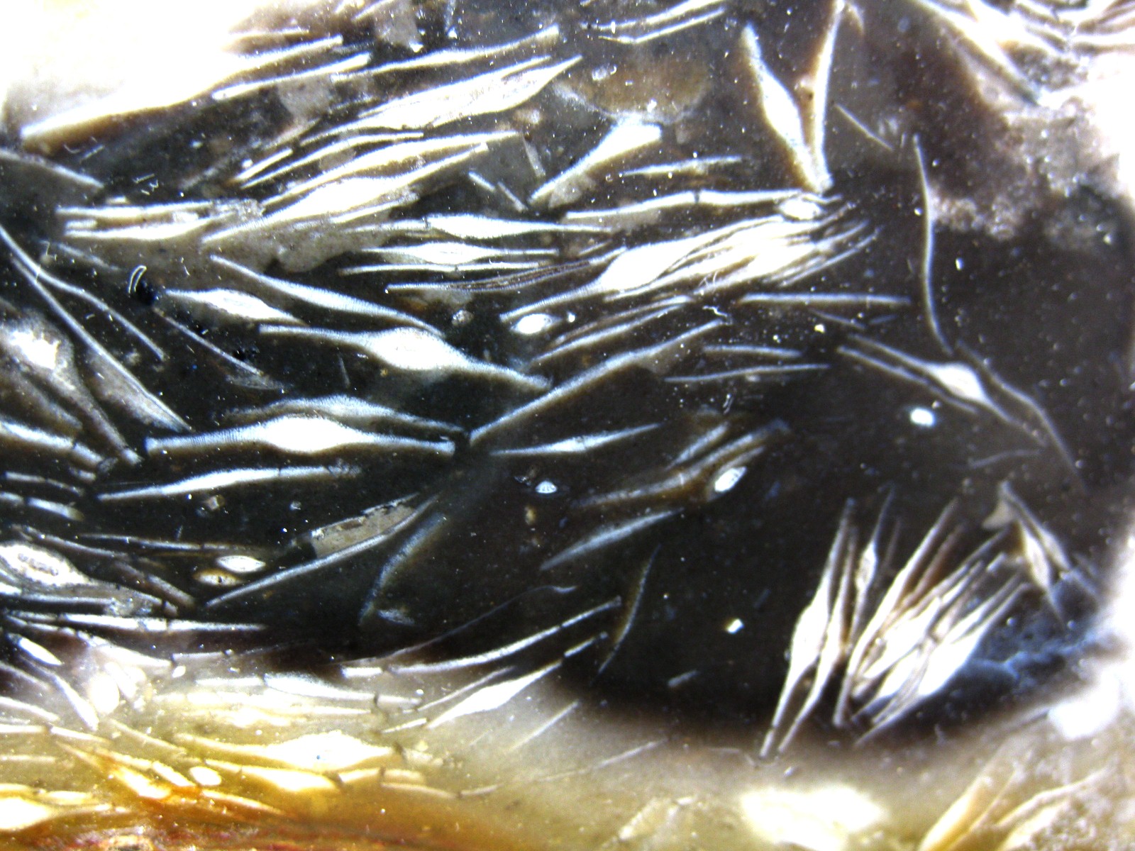 indonesia-paleocene-foraminifera-in-agate-9a.jpg | Fossils for Sale