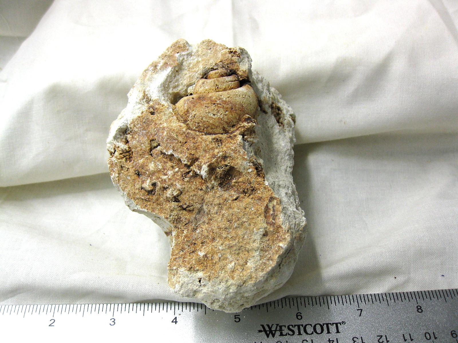 italy-eocene-strombus-gastropod-10.jpg | Fossils for Sale Genuine Eocene Age Strombus Gastropod From Italy For Sale #10