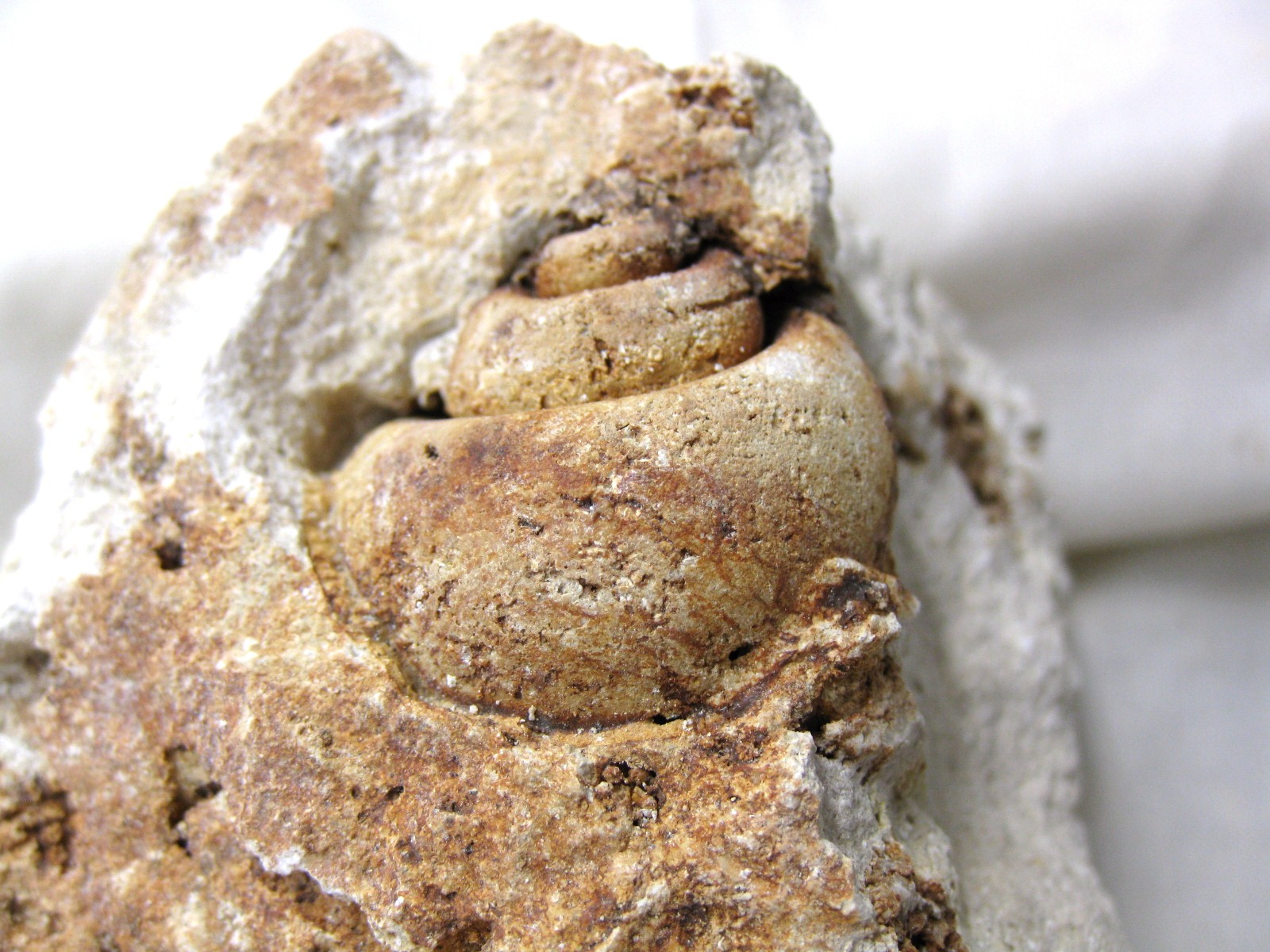 italy-eocene-strombus-gastropod-10a.jpg | Fossils for Sale Genuine Eocene Age Strombus Gastropod From Italy For Sale #10a