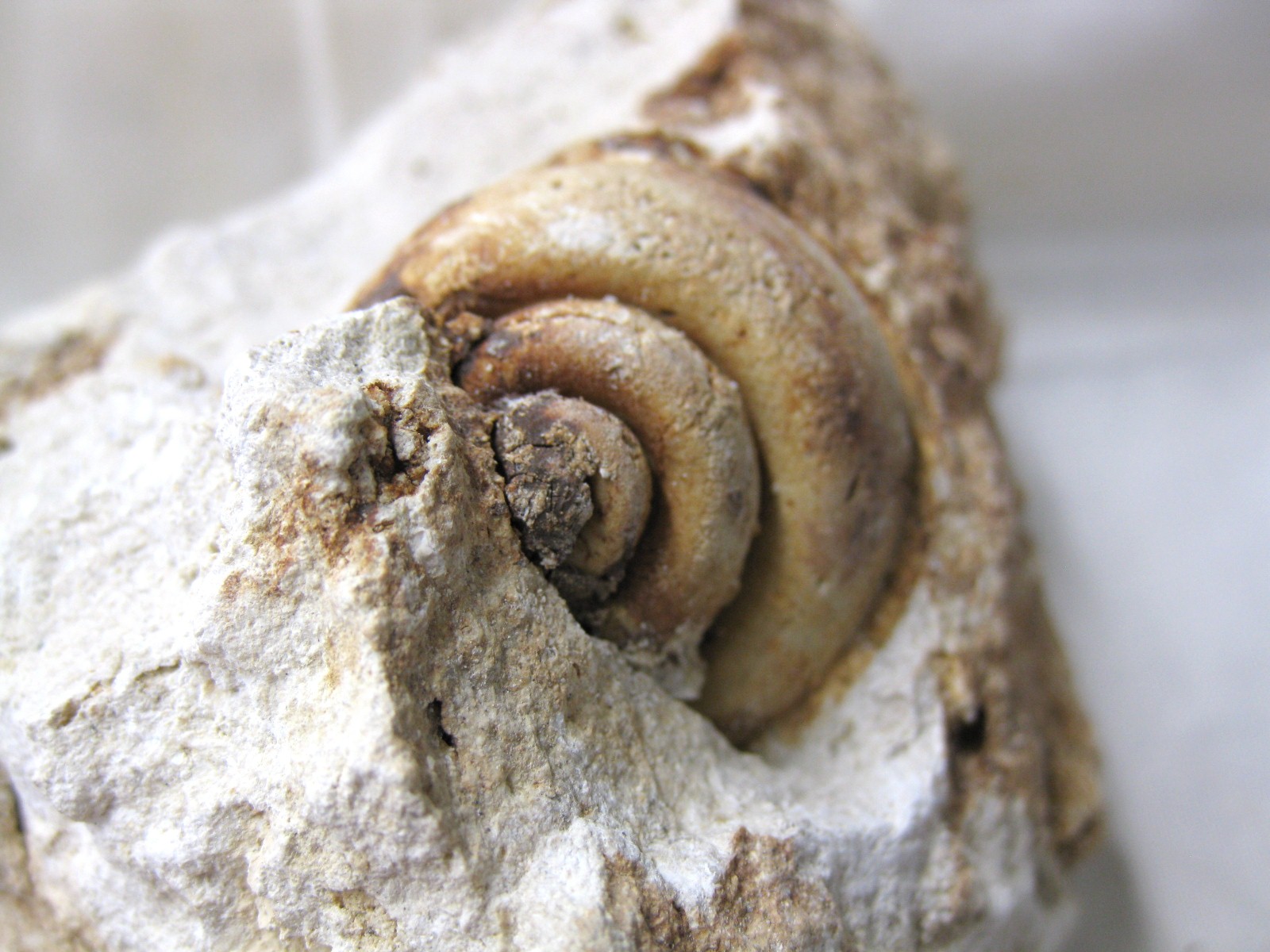 italy-eocene-strombus-gastropod-10c.jpg | Fossils for Sale Genuine Eocene Age Strombus Gastropod From Italy For Sale #10c