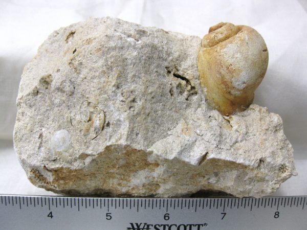 Genuine Eocene Age Strombus Gastropod From Italy For Sale #11