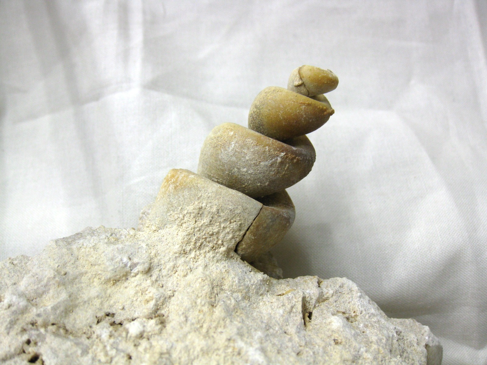 italy-eocene-strombus-gastropod-13a.jpg | Fossils for Sale Genuine Eocene Age Strombus Gastropod From Italy For Sale #13a