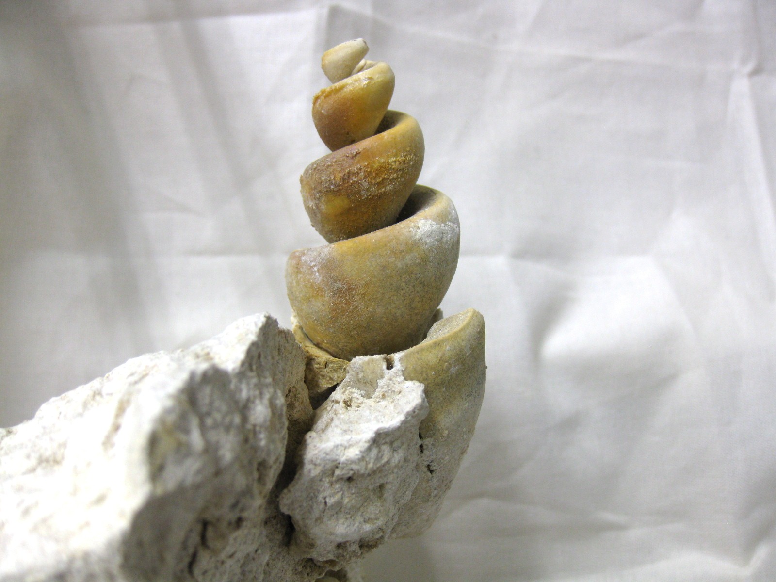 italy-eocene-strombus-gastropod-13b.jpg | Fossils for Sale Genuine Eocene Age Strombus Gastropod From Italy For Sale #13b