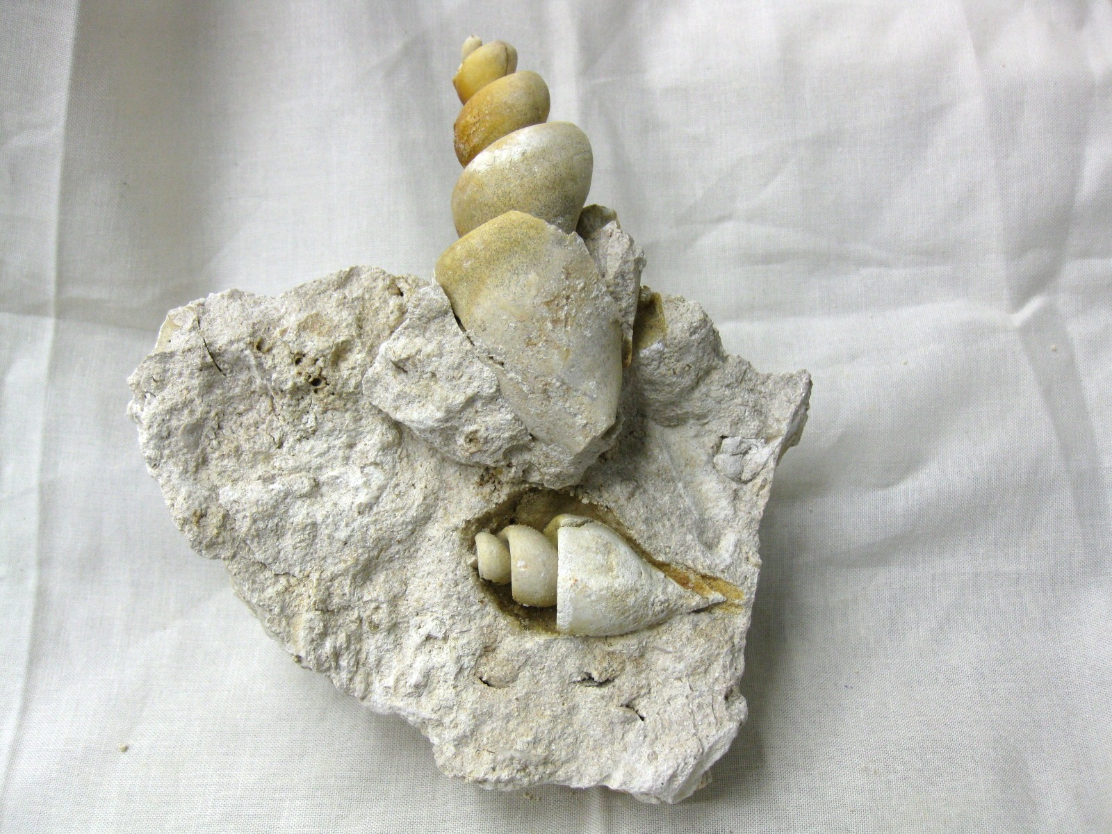 italy-eocene-strombus-gastropod-13c.jpg | Fossils for Sale Genuine Eocene Age Strombus Gastropod From Italy For Sale #13c