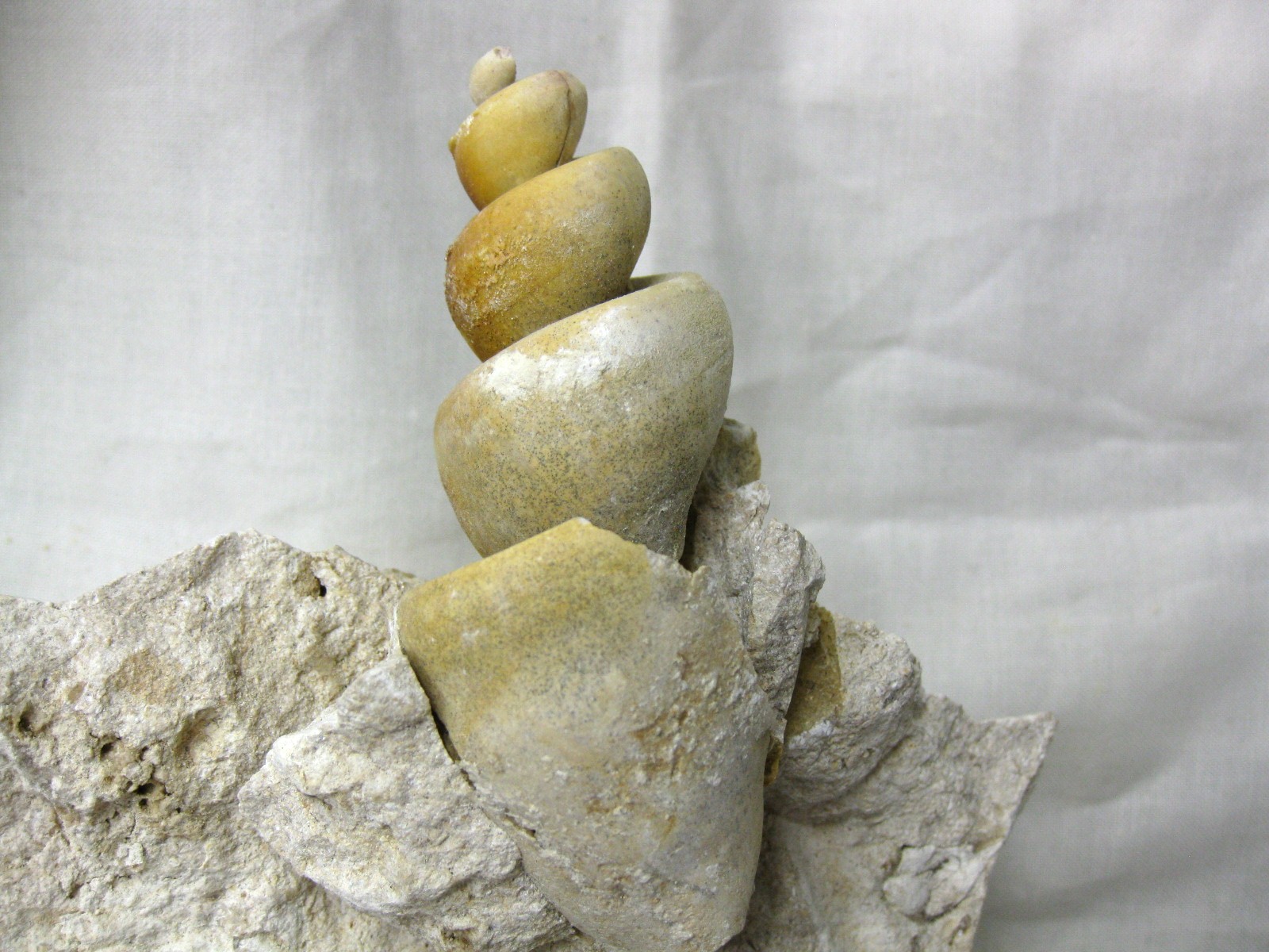 italy-eocene-strombus-gastropod-13d.jpg | Fossils for Sale Genuine Eocene Age Strombus Gastropod From Italy For Sale #13d