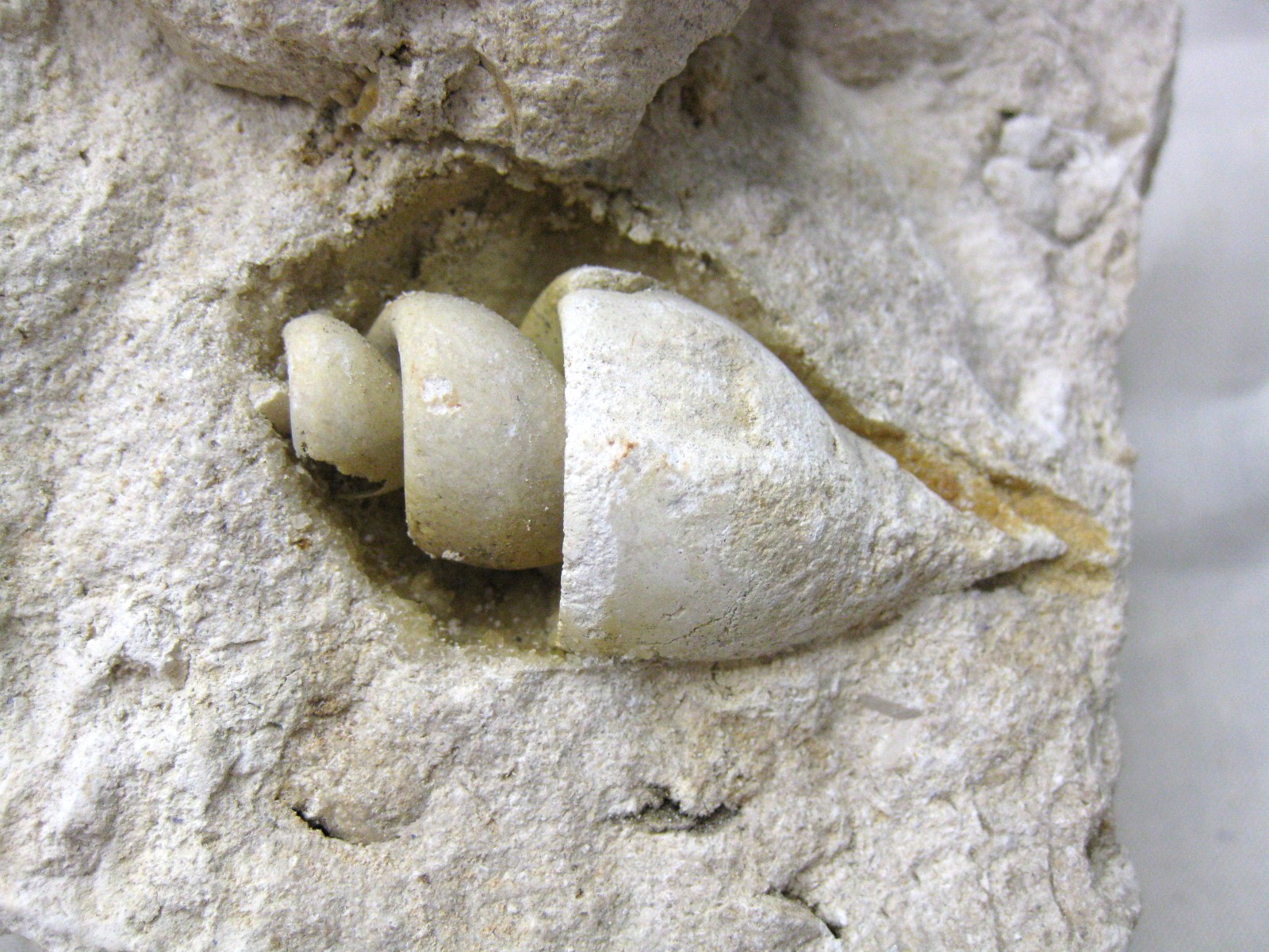 italy-eocene-strombus-gastropod-13e.jpg | Fossils for Sale Genuine Eocene Age Strombus Gastropod From Italy For Sale #13e