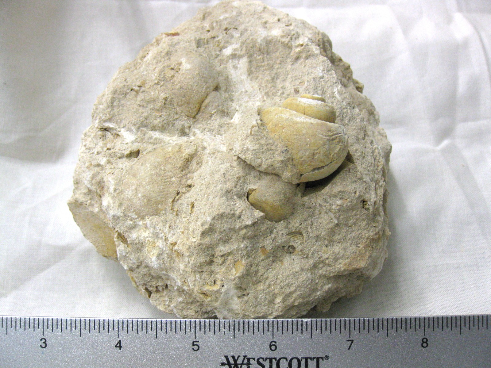 italy-eocene-strombus-gastropod-14.jpg | Fossils for Sale Genuine Eocene Age Strombus Gastropod From Italy For Sale #14