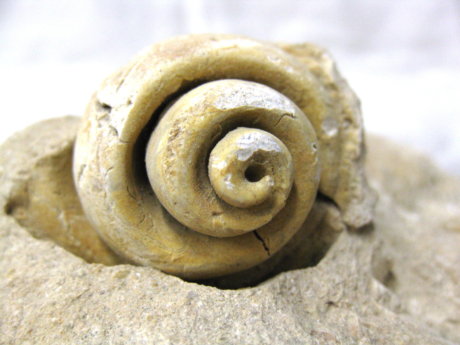 italy-eocene-strombus-gastropod-14c.jpg | Fossils for Sale Genuine Eocene Age Strombus Gastropod From Italy For Sale #14c