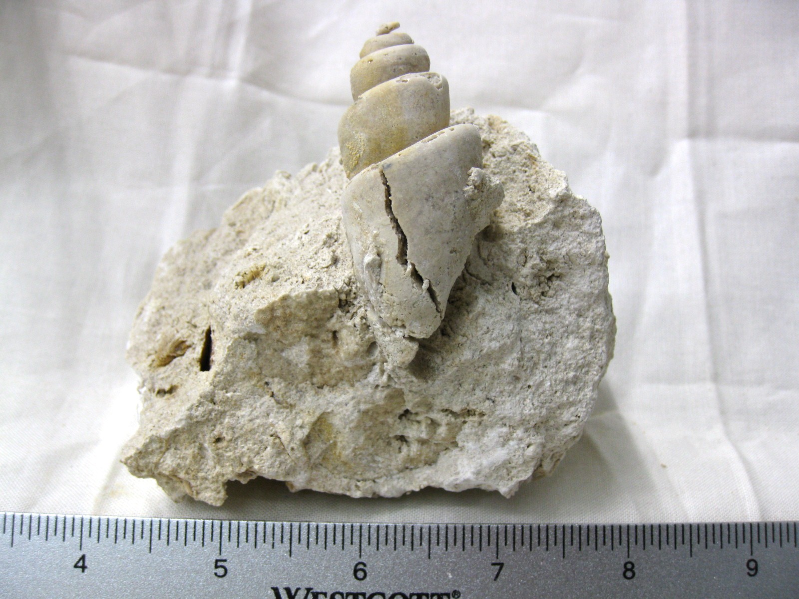 italy-eocene-strombus-gastropod-18.jpg | Fossils for Sale Genuine Eocene Age Strombus Gastropod From Italy For Sale #18