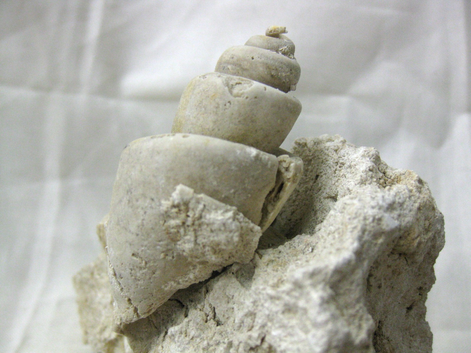 italy-eocene-strombus-gastropod-18a.jpg | Fossils for Sale Genuine Eocene Age Strombus Gastropod From Italy For Sale #18a