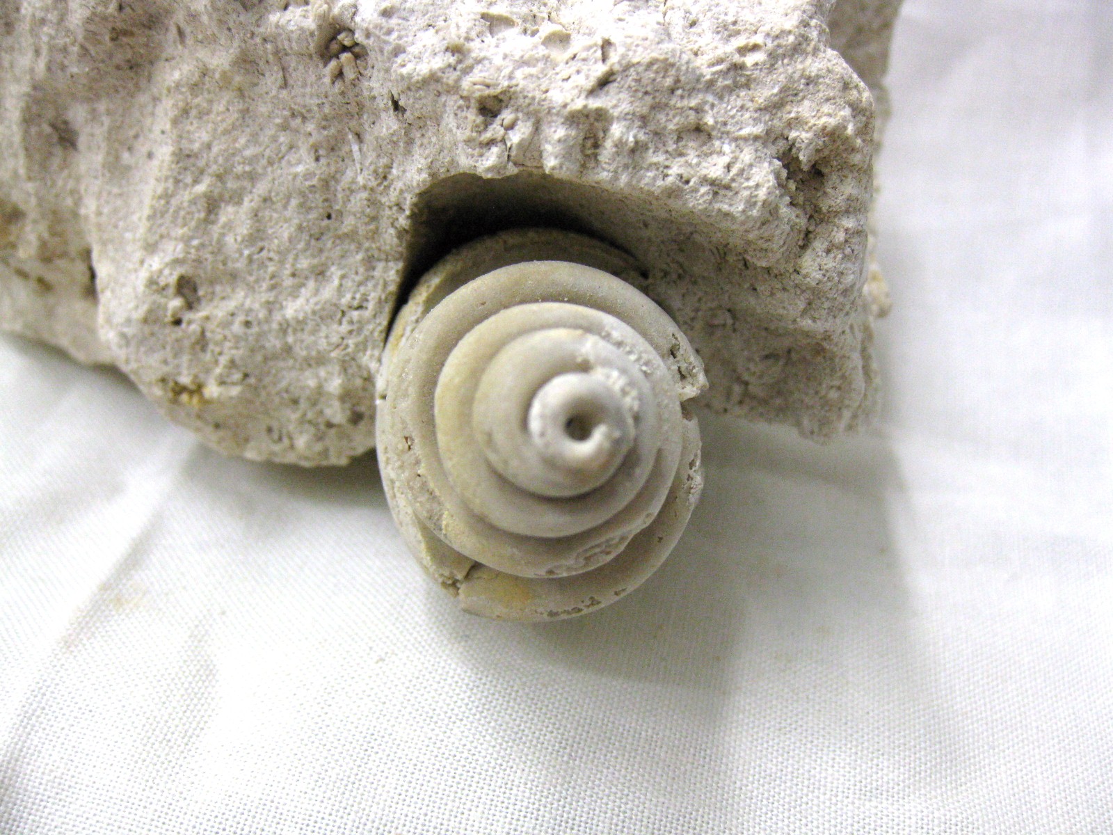 italy-eocene-strombus-gastropod-18c.jpg | Fossils for Sale Genuine Eocene Age Strombus Gastropod From Italy For Sale #18c