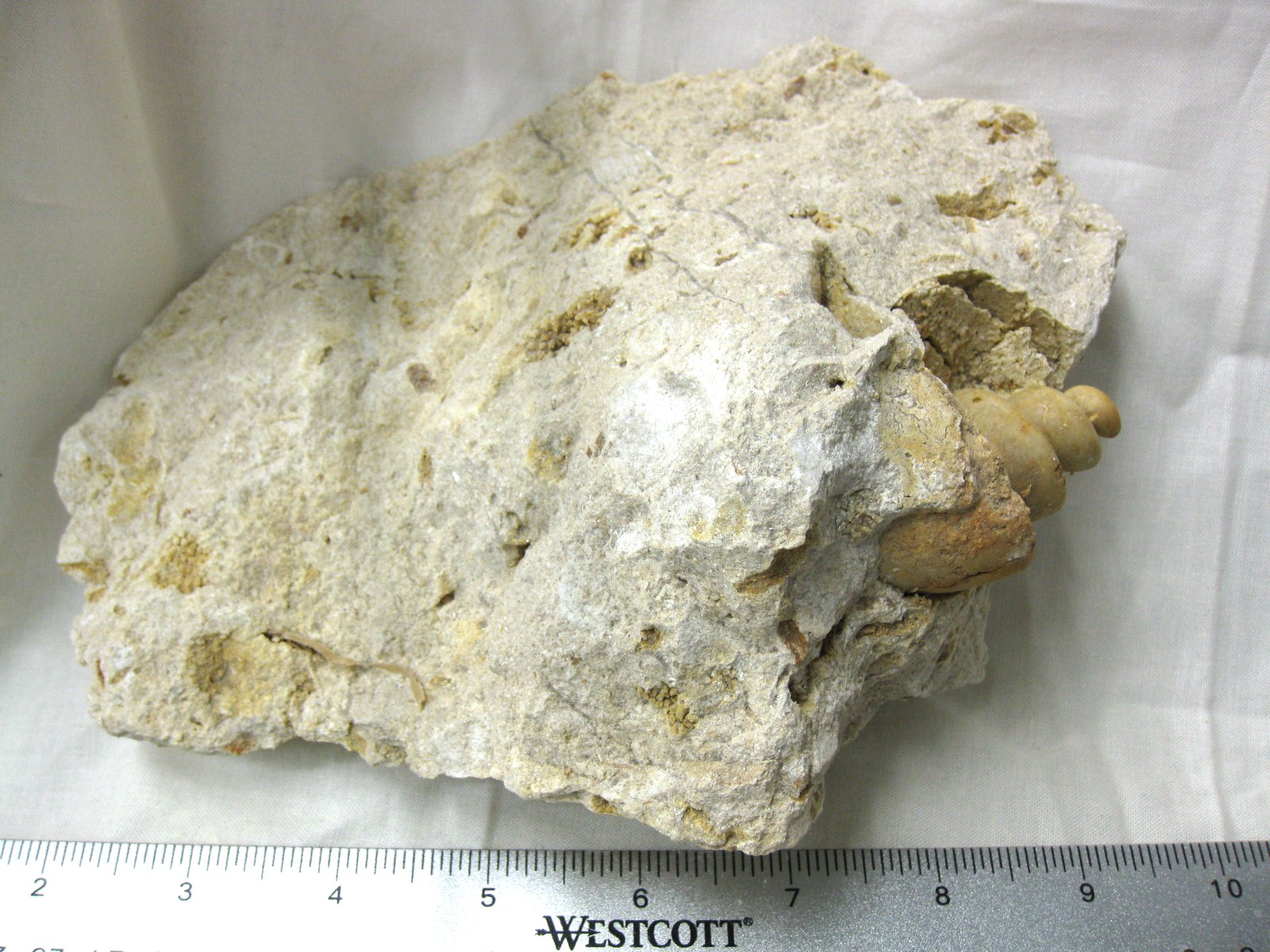 italy-eocene-strombus-gastropod-19.jpg | Fossils for Sale Genuine Eocene Age Strombus Gastropod From Italy For Sale #19