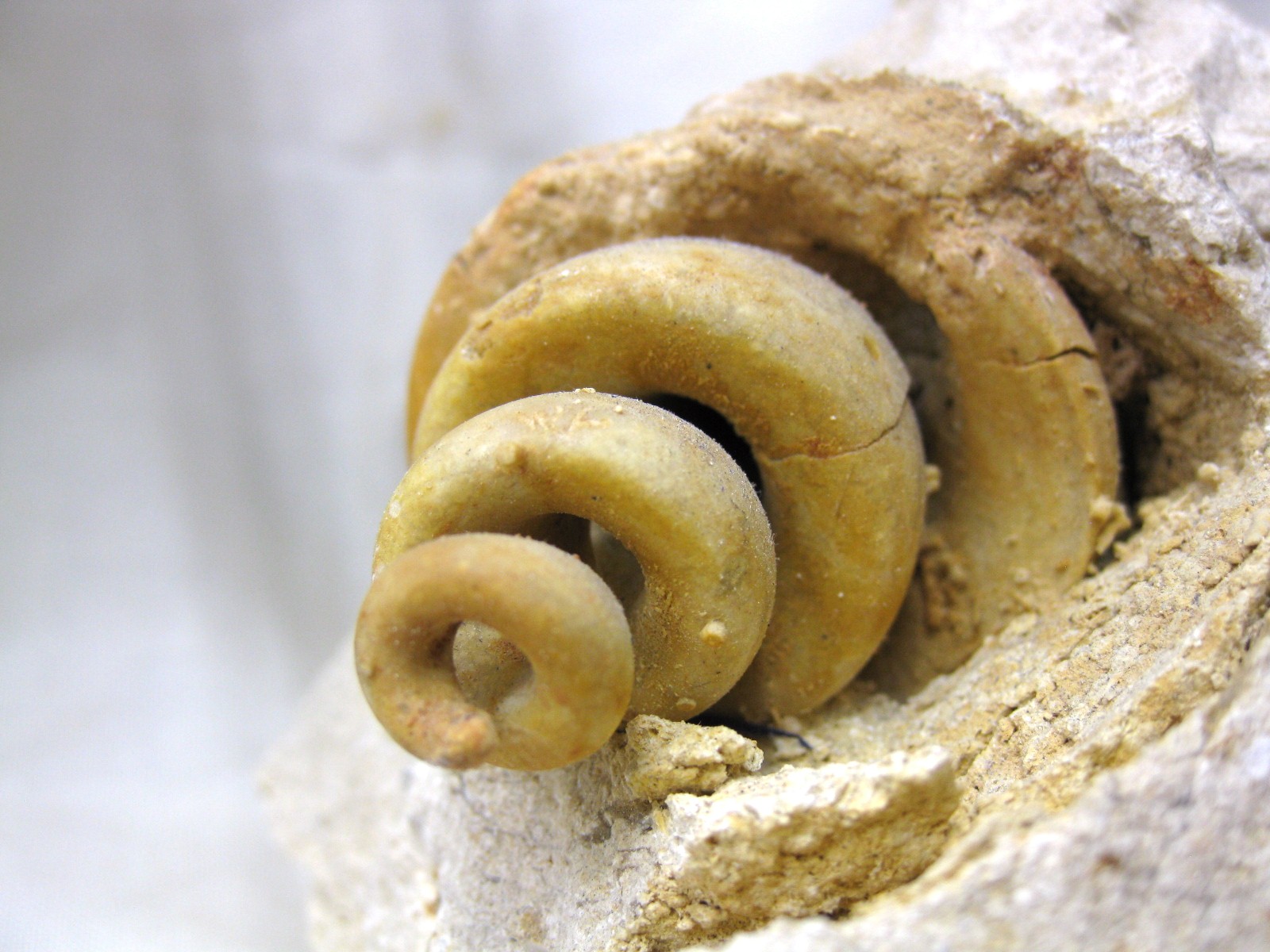 italy-eocene-strombus-gastropod-19c.jpg | Fossils for Sale Genuine Eocene Age Strombus Gastropod From Italy For Sale #19c