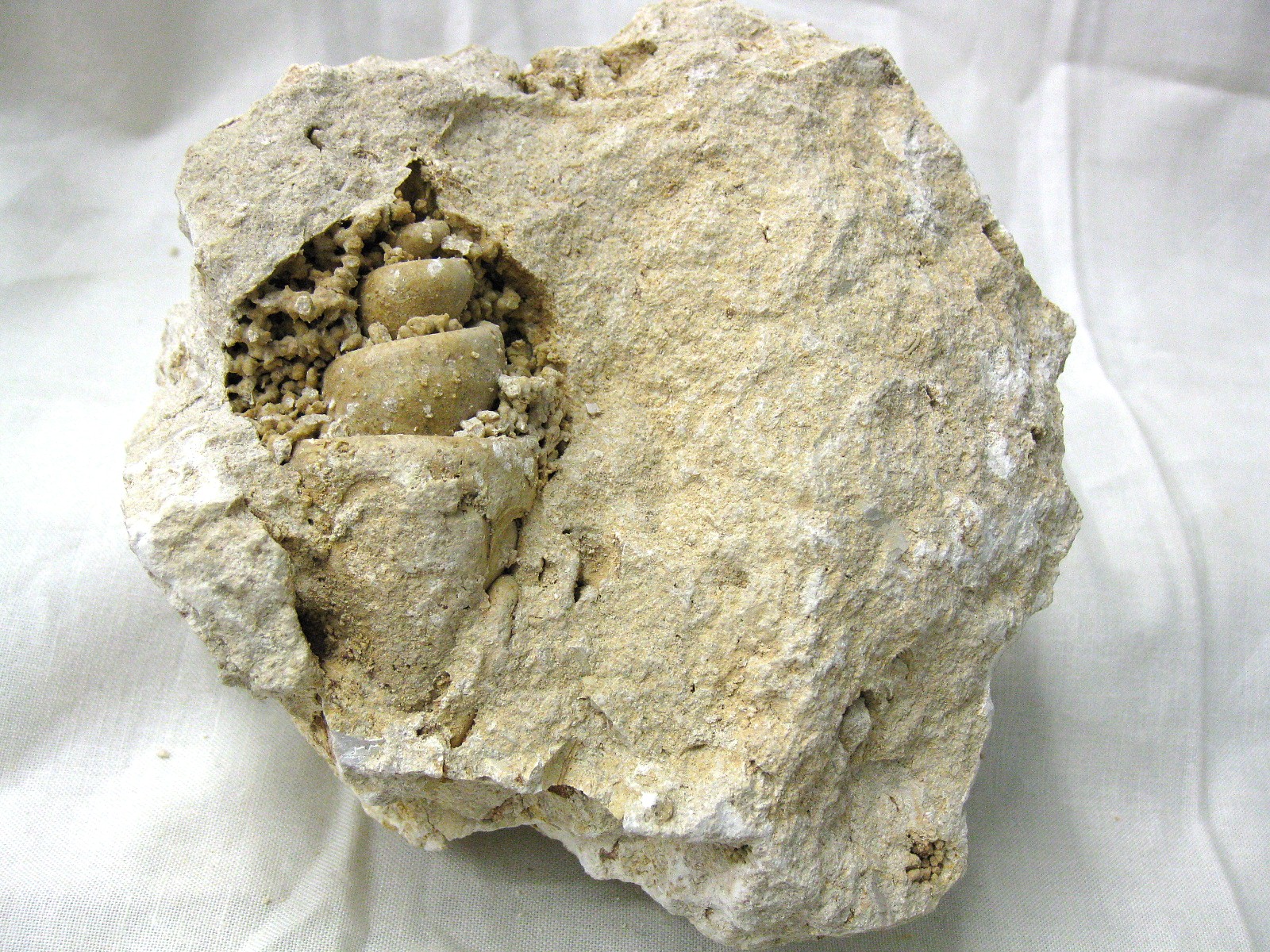 italy-eocene-strombus-gastropod-6a.jpg | Fossils for Sale Genuine Eocene Age Strombus Gastropod From Italy For Sale #6a