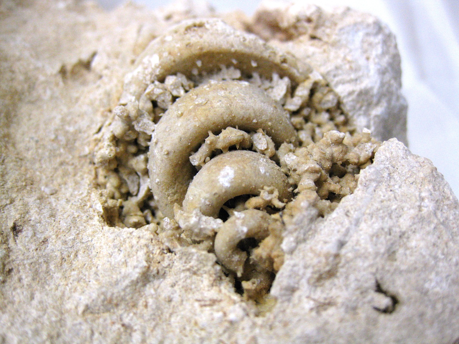 italy-eocene-strombus-gastropod-6c.jpg | Fossils for Sale Genuine Eocene Age Strombus Gastropod From Italy For Sale #6c