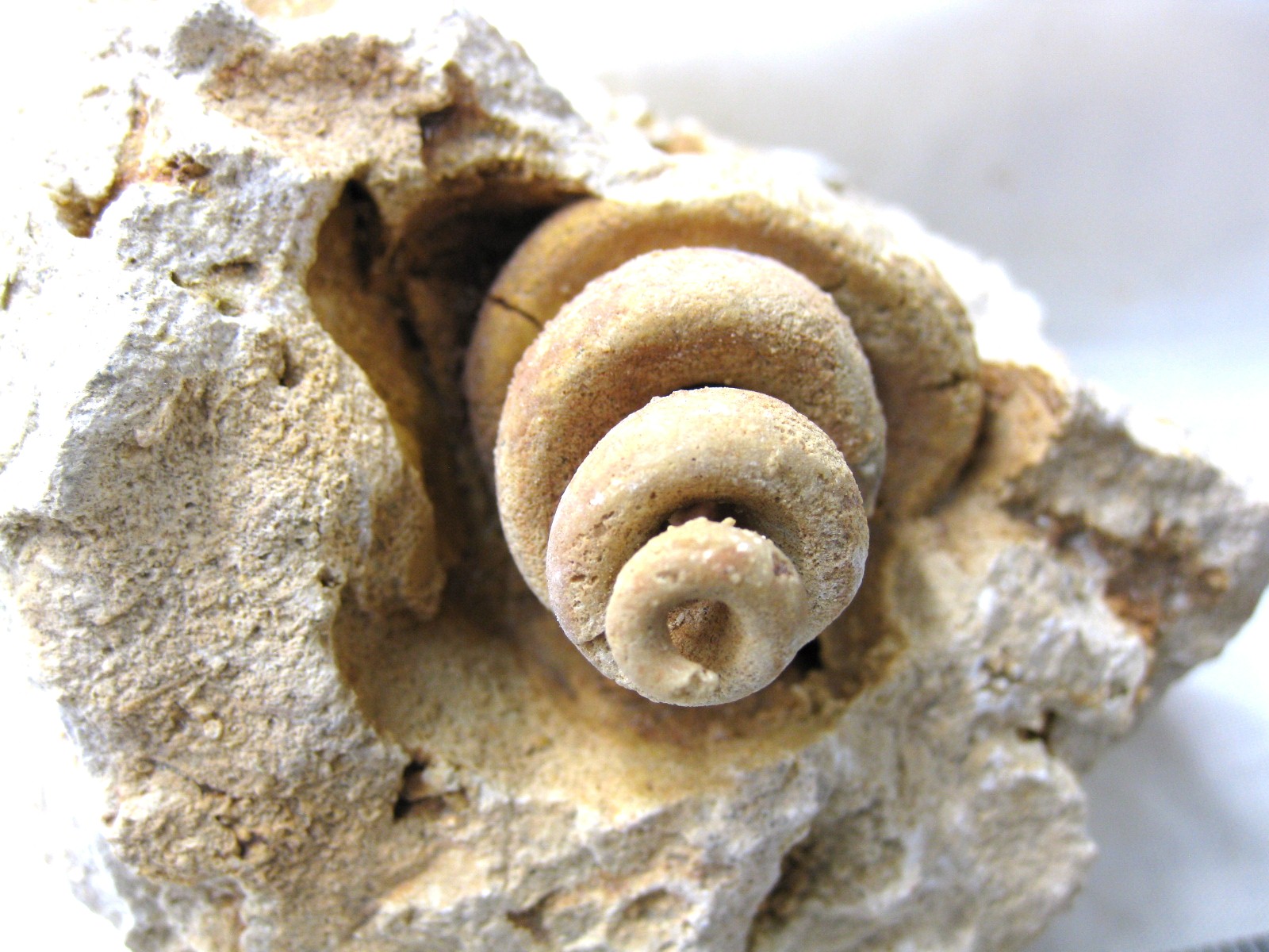 italy-eocene-strombus-gastropod-9b.jpg | Fossils for Sale Genuine Eocene Age Strombus Gastropod From Italy For Sale #9b