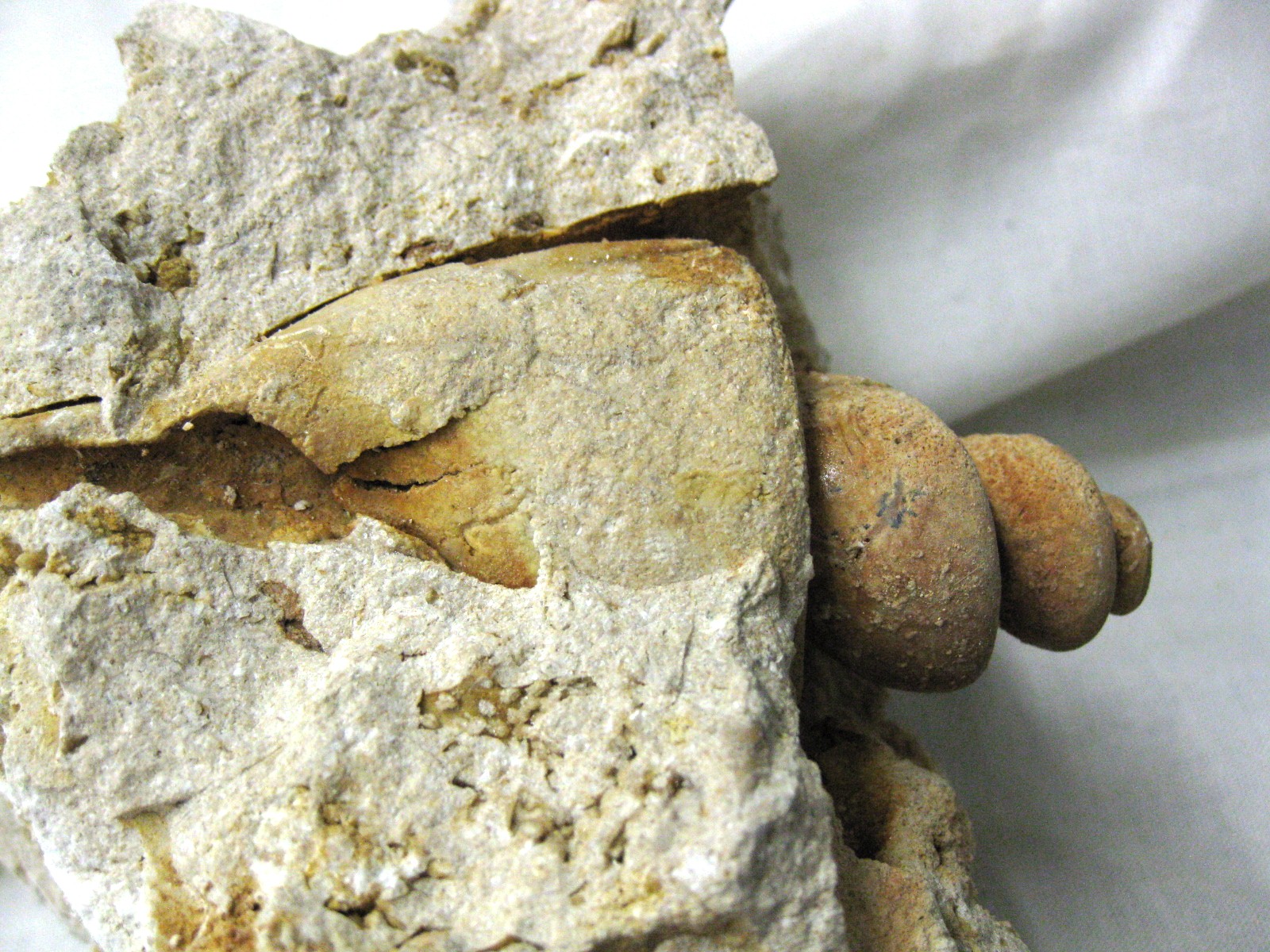 italy-eocene-strombus-gastropod-9c.jpg | Fossils for Sale Genuine Eocene Age Strombus Gastropod From Italy For Sale #9c