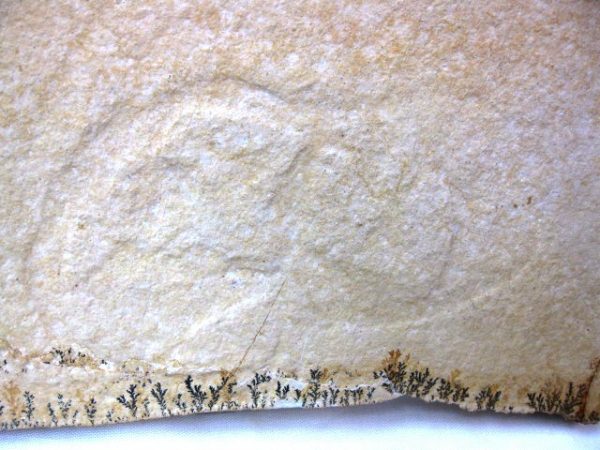 Genuine Jurassic Solnhofen Jellyfish Fossil for Sale from Germany #4a