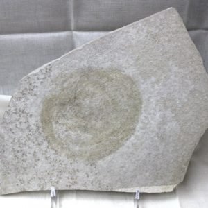 Genuine Jurassic Solnhofen Jellyfish Fossil for Sale from Germany #2