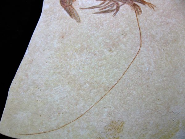 Genuine Jurassic Age Solnhofen Shrimp for Sale from Germany #24c