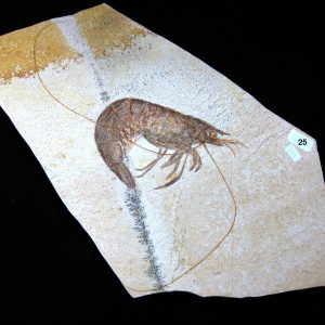 Genuine Jurassic Age Solnhofen Shrimp for Sale from Germany #25