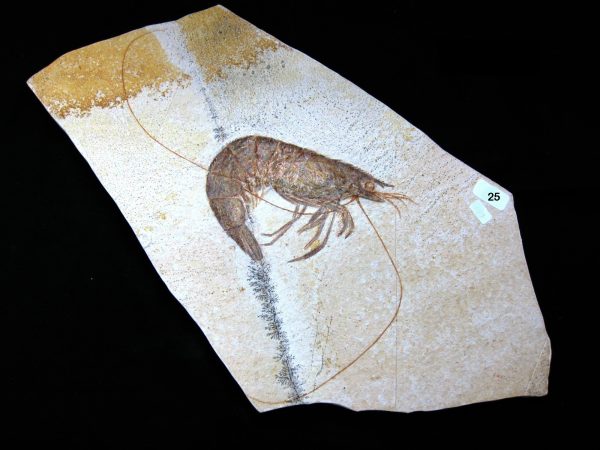 Genuine Jurassic Age Solnhofen Shrimp for Sale from Germany #25