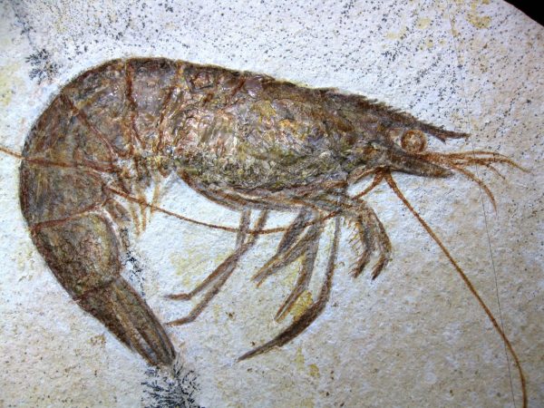 Genuine Jurassic Age Solnhofen Shrimp for Sale from Germany #25c