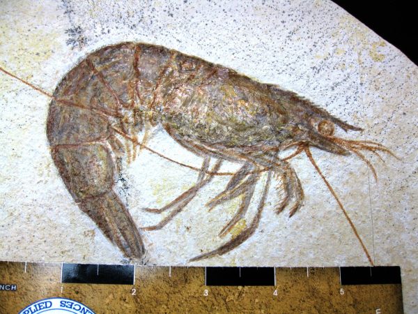 Genuine Jurassic Age Solnhofen Shrimp for Sale from Germany #25d