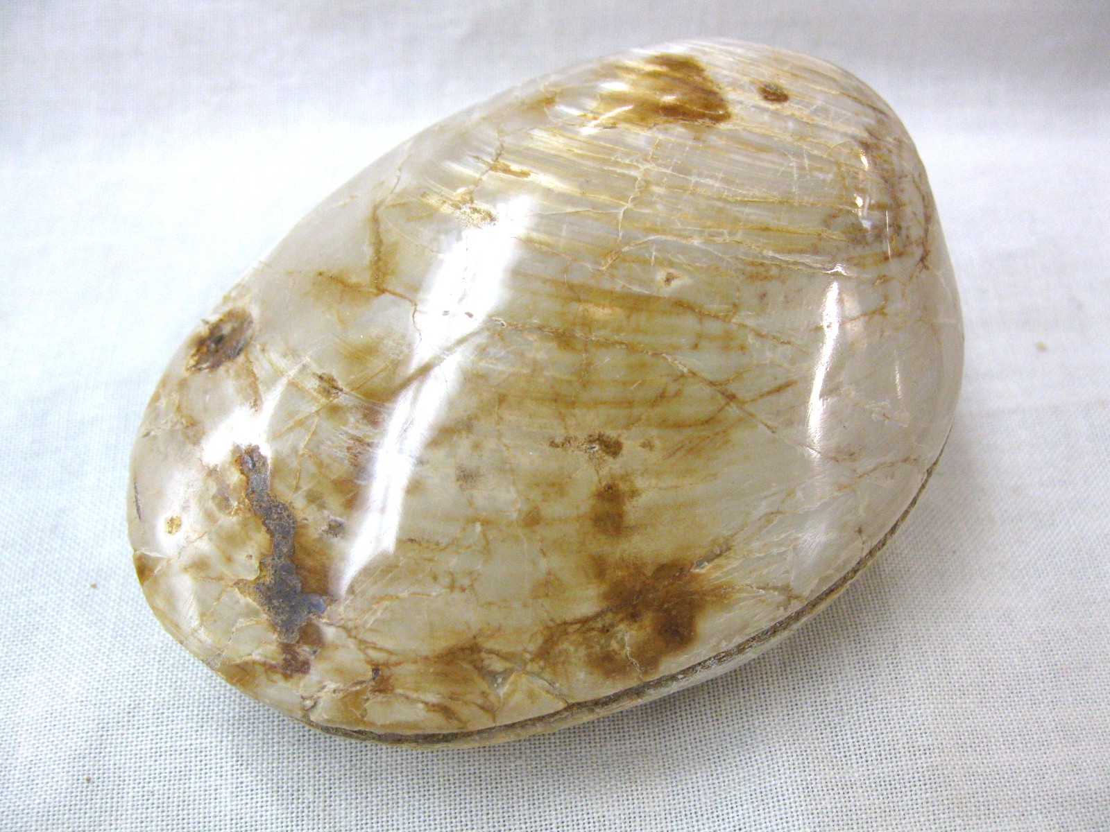 large-madagascar-jurassic-clam-20.jpg | Fossils for Sale