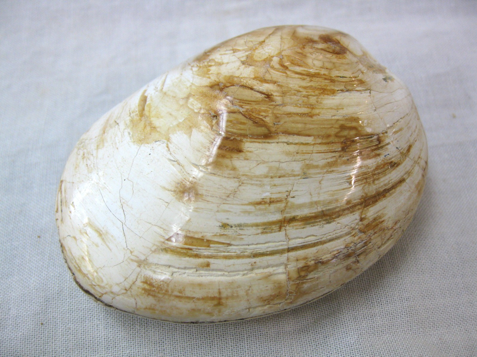 large-madagascar-jurassic-clam-22.jpg | Fossils for Sale